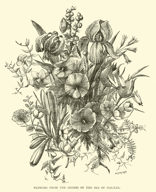 Blomster fra bredden af Genesaret Sø af English School