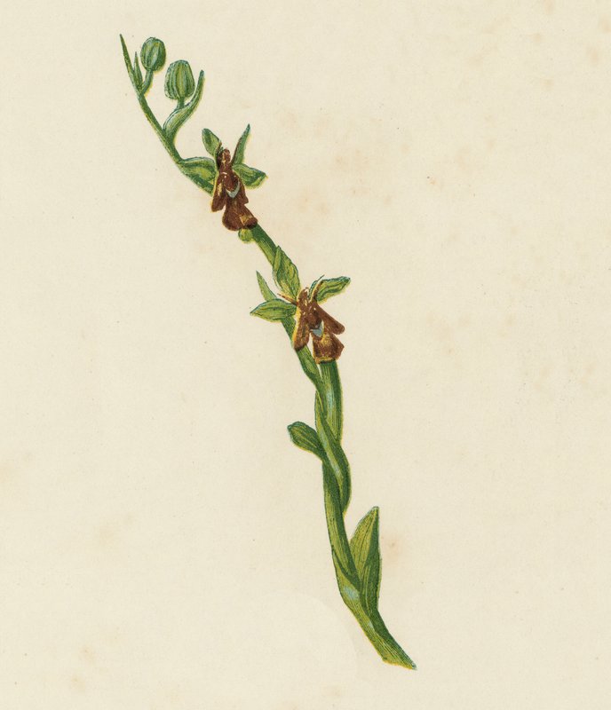 Fly Orchis, Ophrys Muscifera (farve litho) af English School
