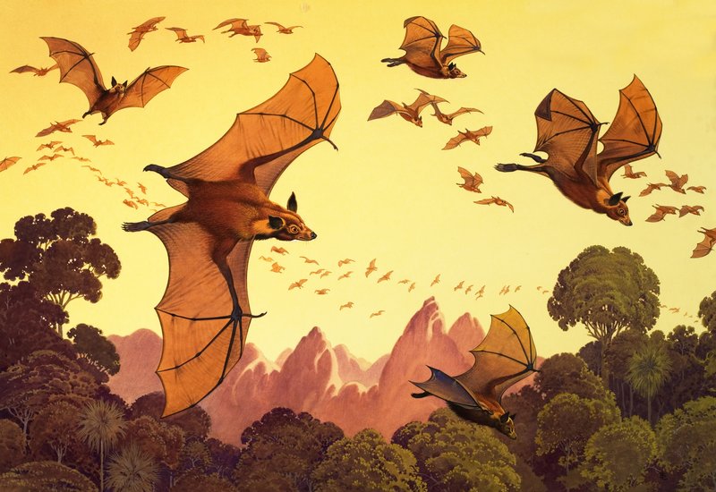 Flying Foxes (gouache på papir) af English School