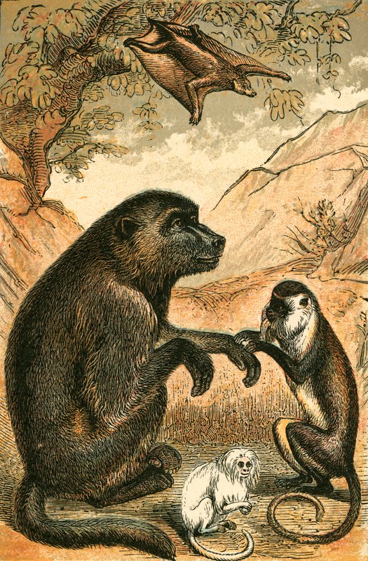 Flyvende Lemur, Bavian, Diana Monkey og Marmoset af English School