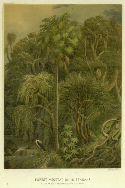 Forest Vegetation in Sennaar  af English School