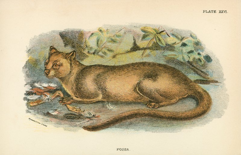 Fossa af English School