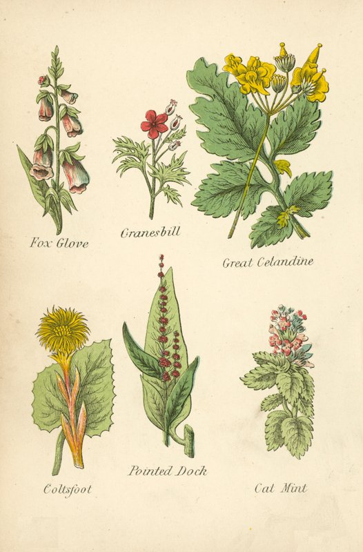 Rævehandske, Granesbill, Great Cetandine, Coltsfoot, Pointed Dock, Cat Mint (farvelitografi) af English School