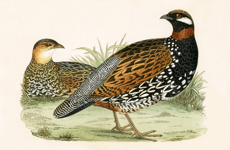 Francolin, illustration fra 