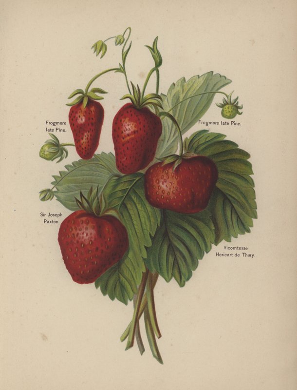 Frogmore sent Pine, Sir Joseph Paxton, Vicomtesse Hericart de Thury af English School