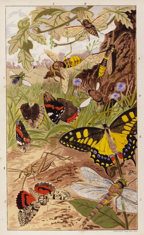 Forsidebillede til Insects at Home af J G Wood (farvelitografi) af English School
