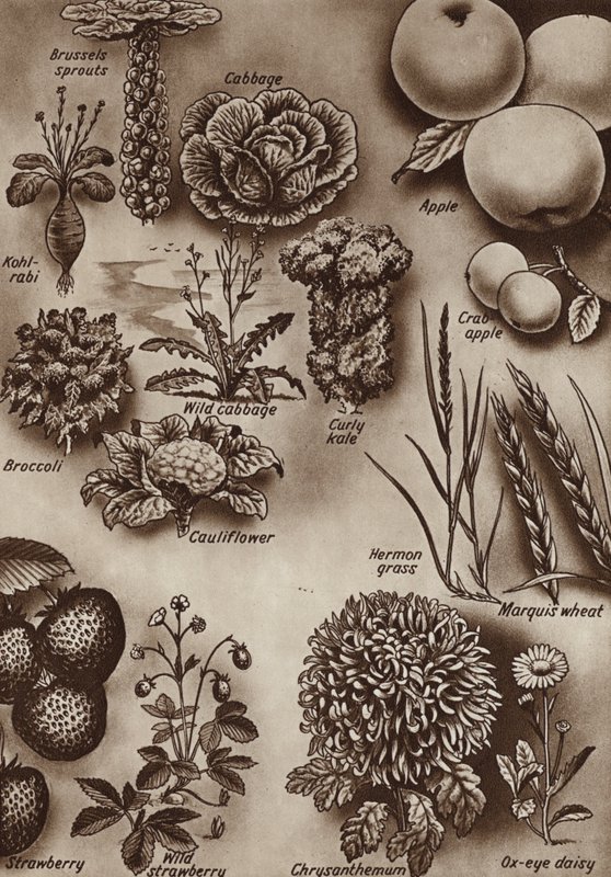 Frugter, grøntsager og blomster og de vilde sorter, hvorfra de blev dyrket (litho) af English School