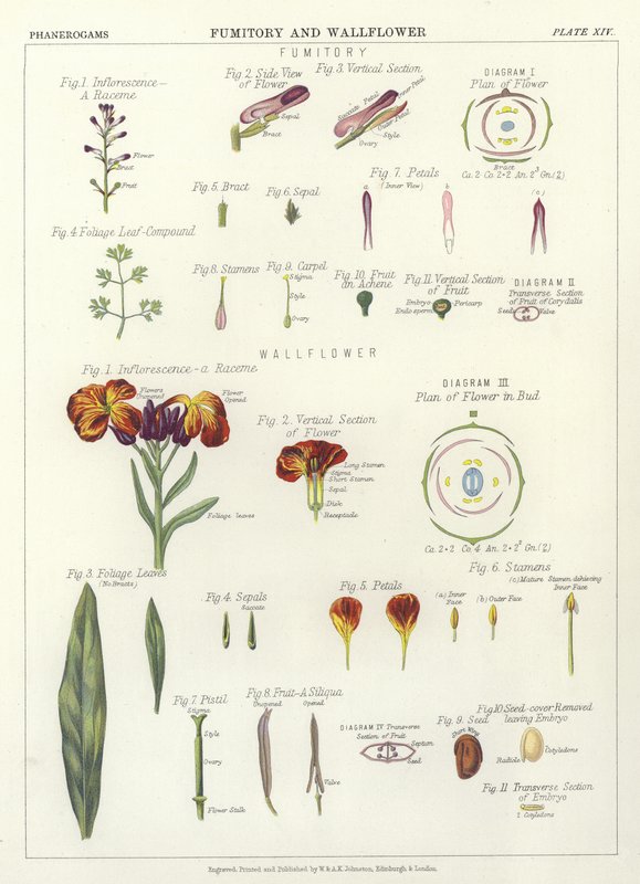 Fumitory og Wallflower af English School