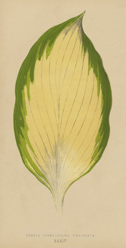 Funkia Sieboldiana Variegata af English School