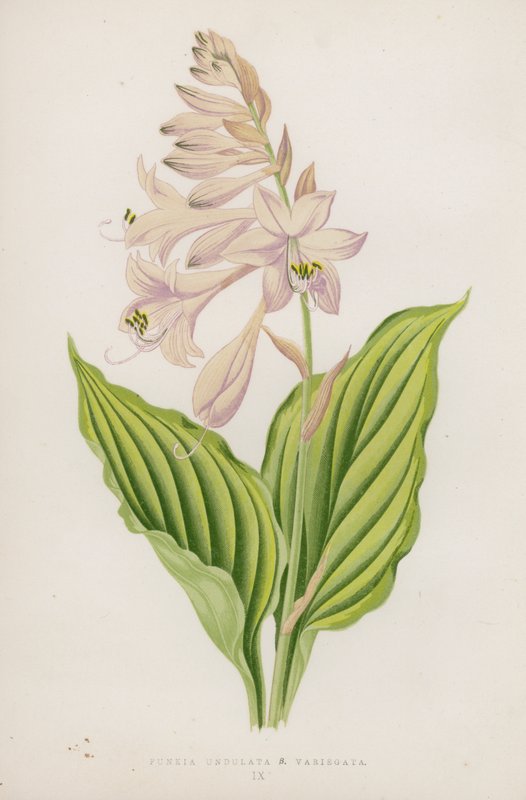 Funkia Undulata; B Variegata (farvelitografi) af English School