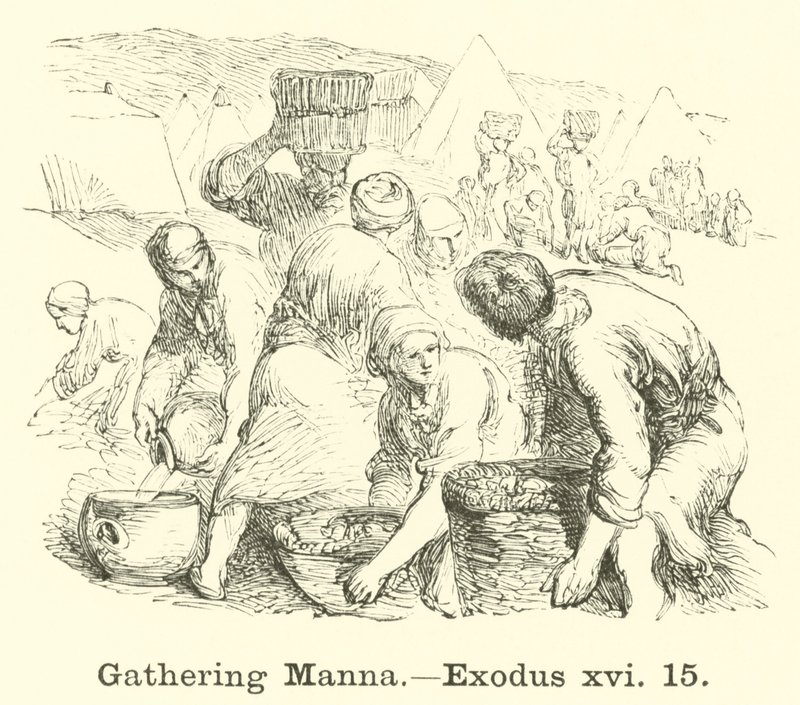 Samling af Manna, Exodus, xvi, 15 af English School