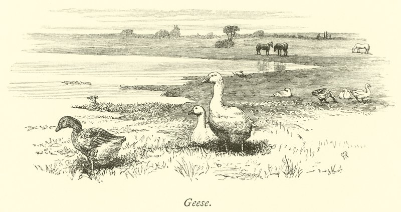 Geese  af English School