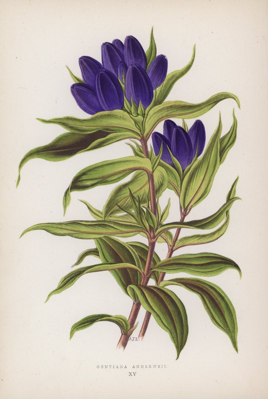 Gentiana Andrewsii (farvelitografi) af English School