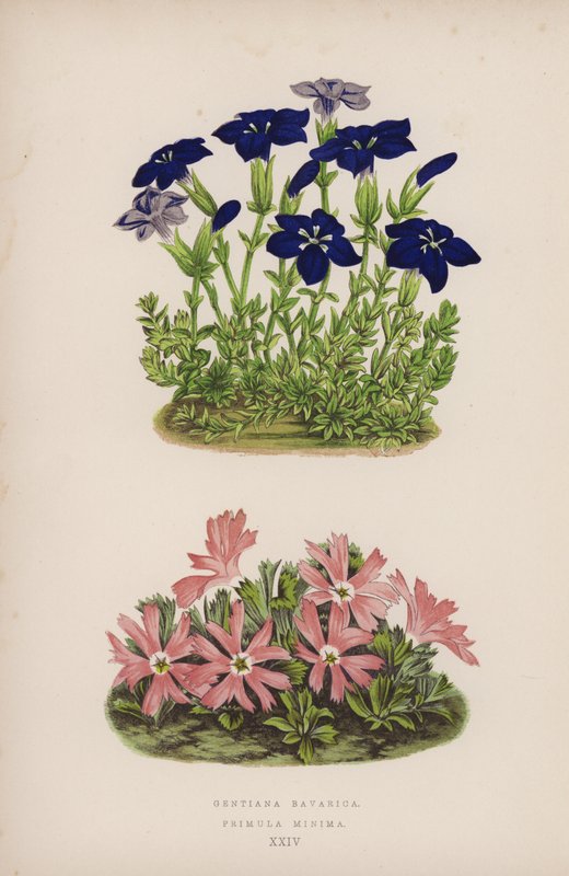 Gentiana Bavarica; Primula Minima (farve litho) af English School
