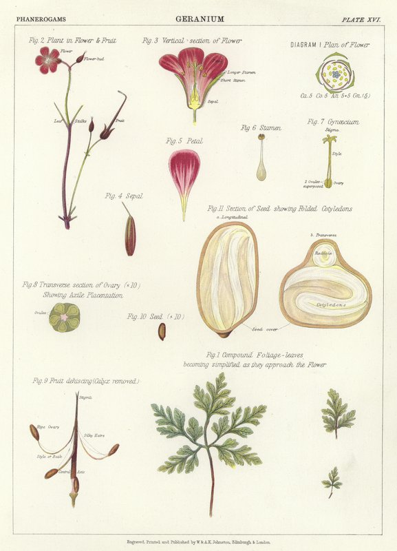 Geranium af English School