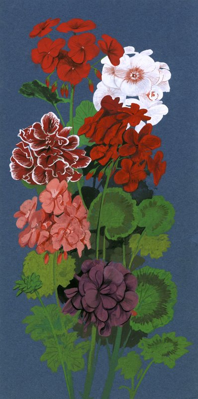 Geraniums af English School