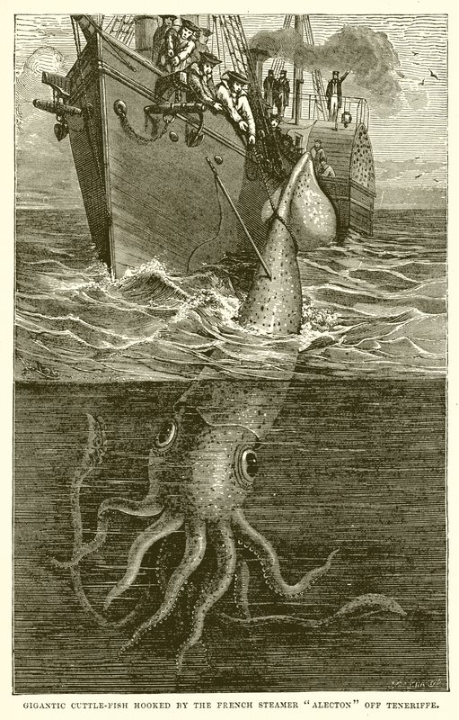Gigantisk cuttle-Fish Hooked af den franske Steamer Alecton Off Teneriffe af English School