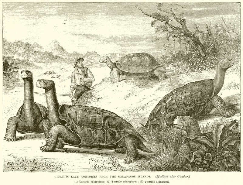Gigantiske landskildpadder fra Galapagos-øerne af English School