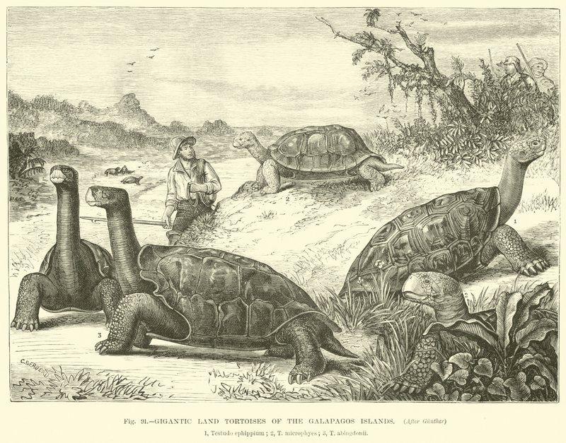 Gigantic Land Tortoises of the Galapagos Islands  af English School