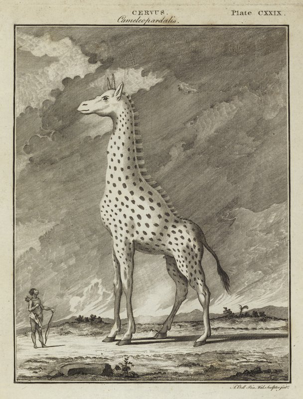 Giraf (Cervus camelopardalis) af English School