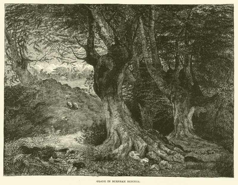 Glade i Burnham Beeches (gravering) af English School