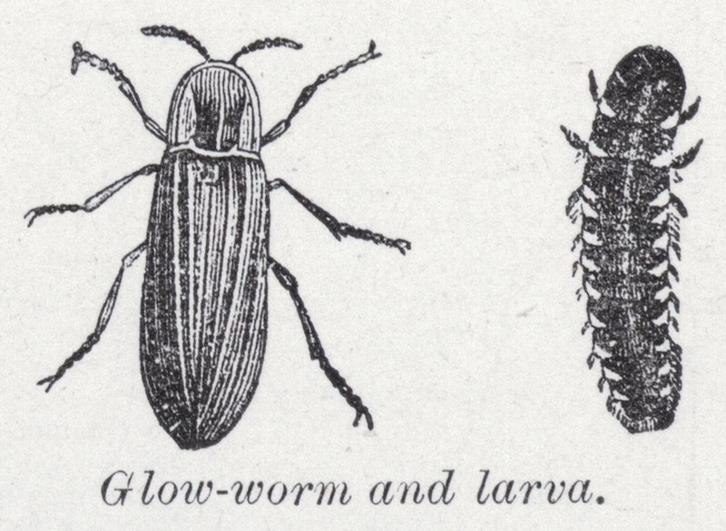 Glødeorm og larve (litho) af English School