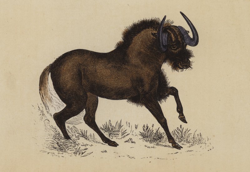 Gnu (farvelitografi) af English School