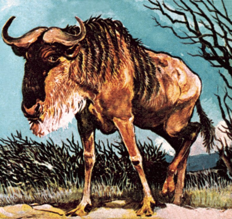 Gnu eller gnu af English School