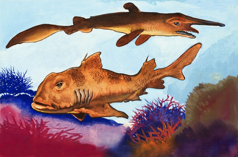 Goblin Shark og Port Jackson Shark af English School