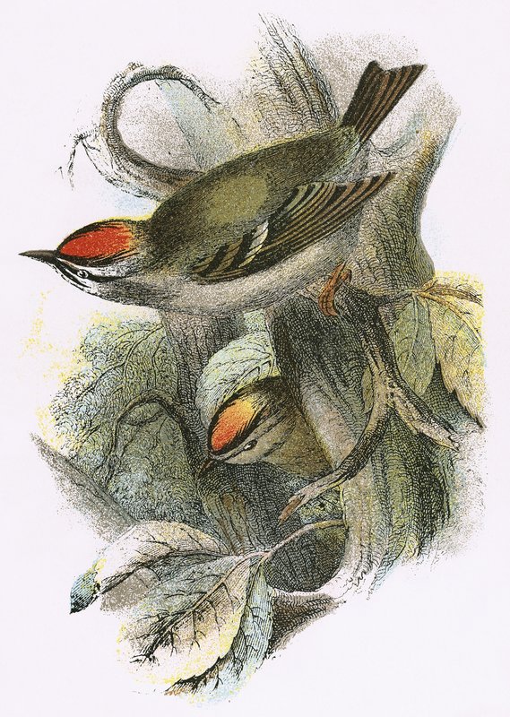 Goldcrest (nederst) og Firecrest (øverst) af English School