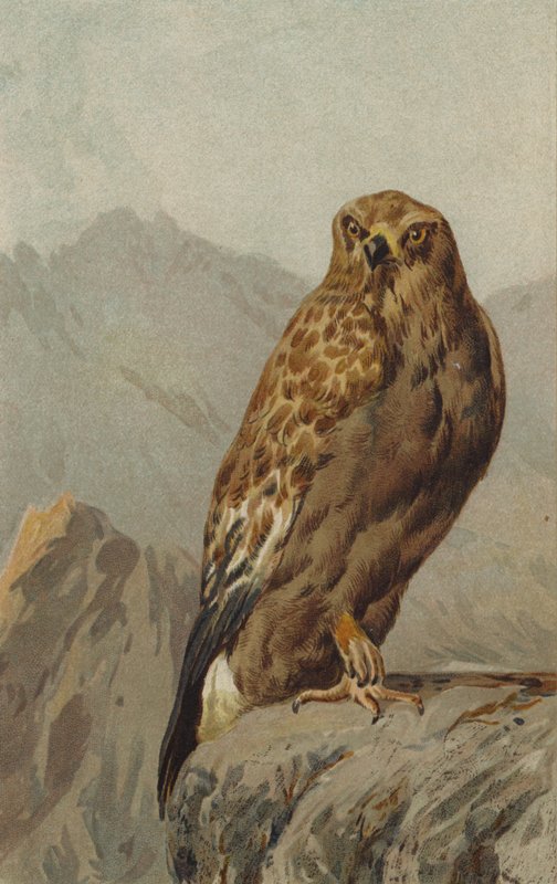 Kongeørn (chromolitho) af English School