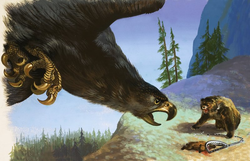Golden Eagle angreb bjørn for dyr i fælden af English School