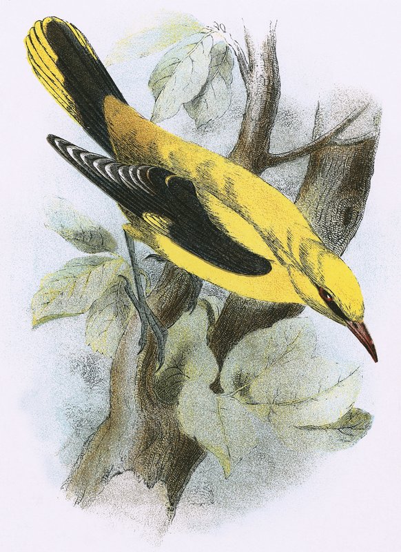 Golden Oriole af English School