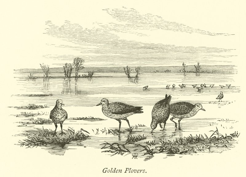 Golden Plovers  af English School