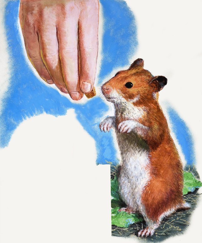 Guldhamster af English School
