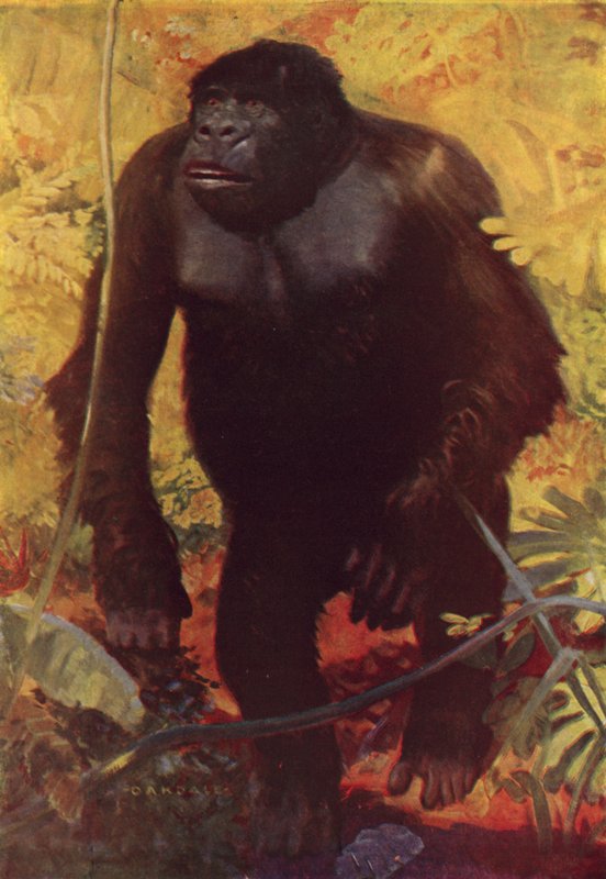 Gorilla af English School