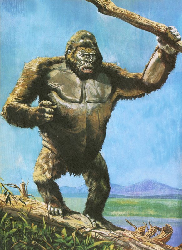 Gorilla af English School