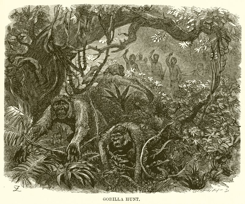 Gorillajagt af English School