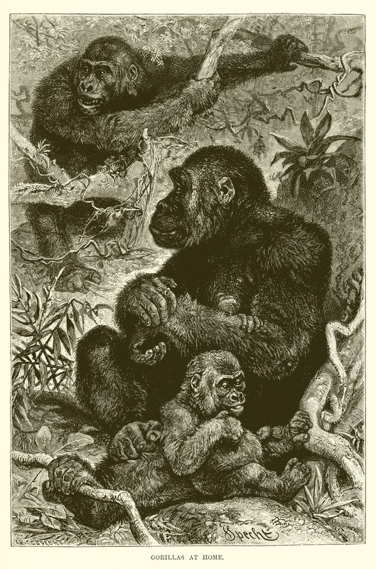 Gorillaer derhjemme af English School