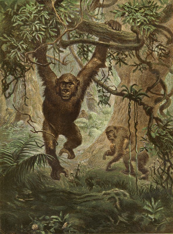 Gorillaer derhjemme af English School