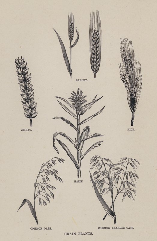 Kornplanter (litho) af English School