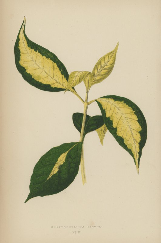 Graptophyllum Pictum af English School