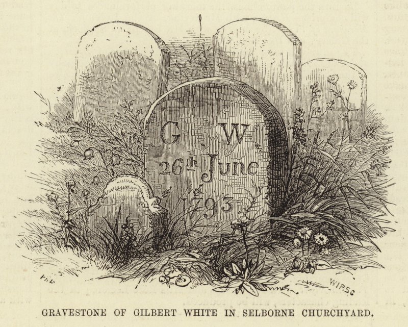 Gilbert Whites gravsten på kirkegården i Selborne (gravering) af English School