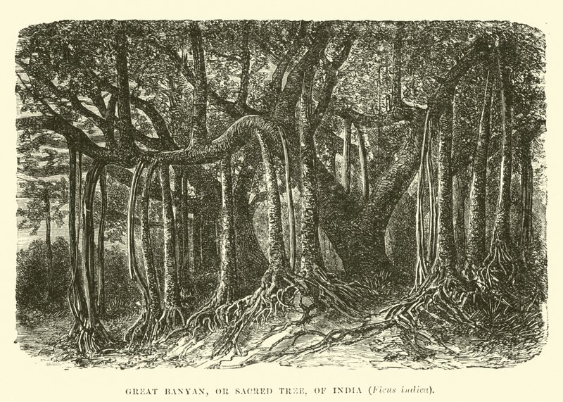 Great Banyan, or Sacred Tree, of India, Ficus indica  af English School