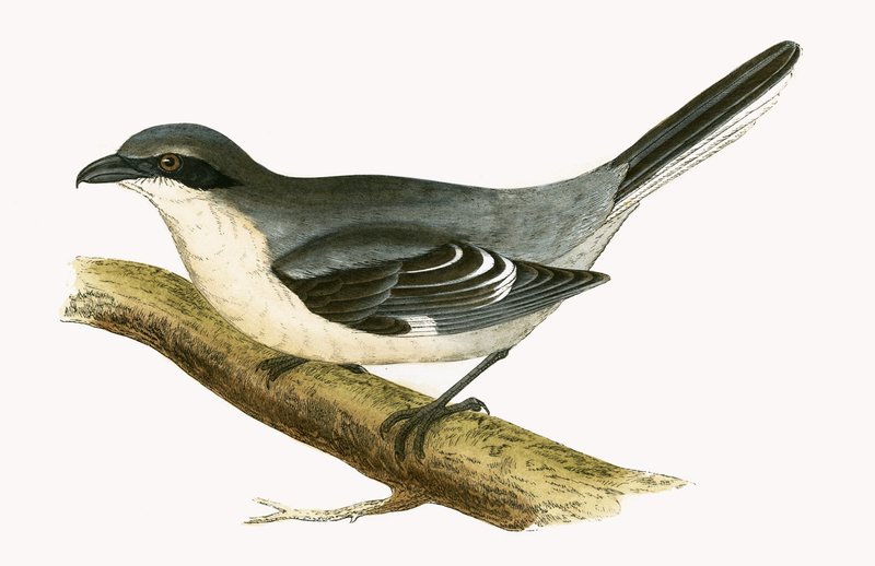 Great Grey Shrike, illustration fra 