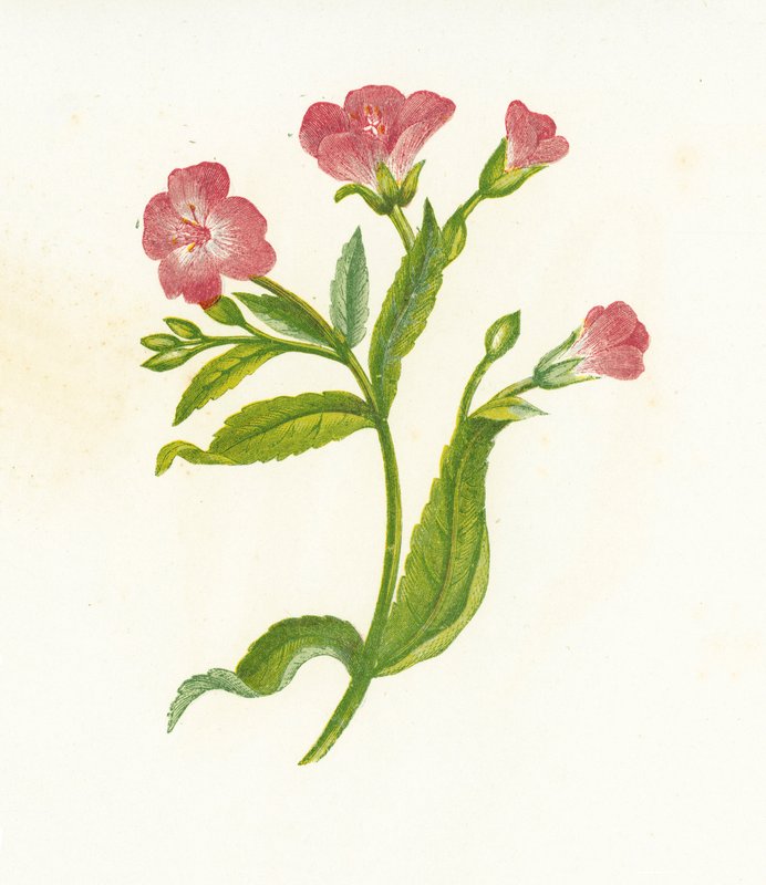 Stor Håret Pilekrydderurt, Epilobium Hirsutum af English School