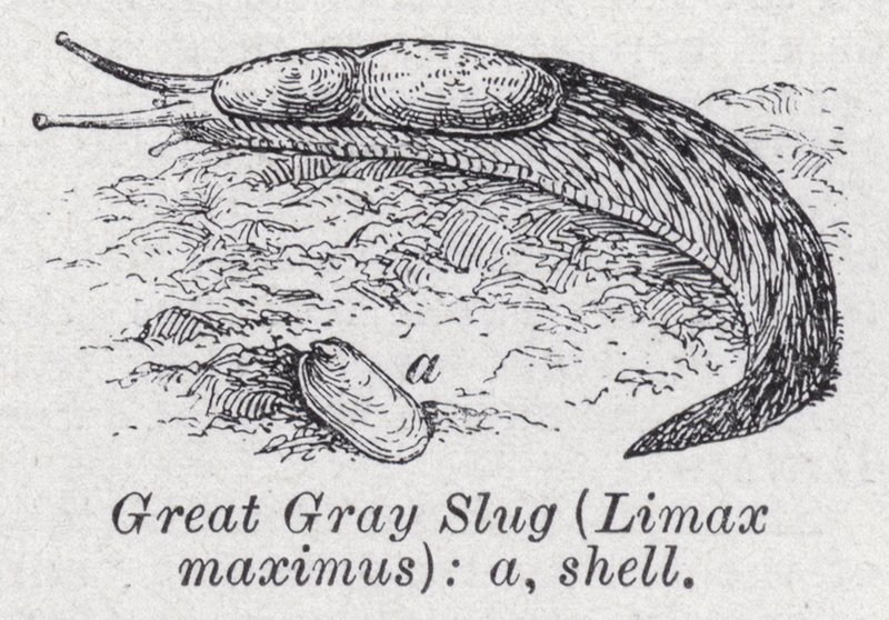 Stor grå snegl, Limax maximus (litho) af English School