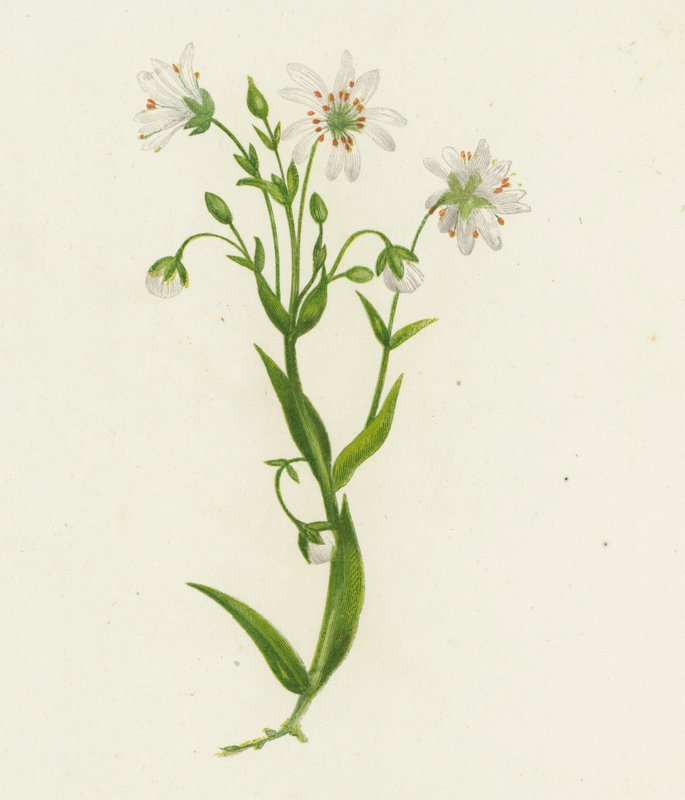Stor fladstjerne, Stellaria Holostea (farvelitografi) af English School