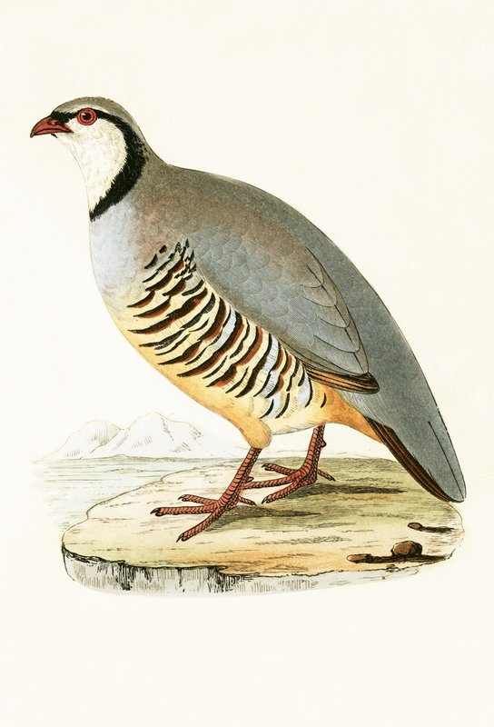 Græsk Agerhøne, illustration fra 