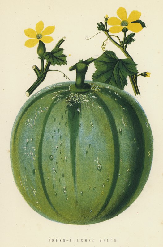 Grønkødet melon af English School